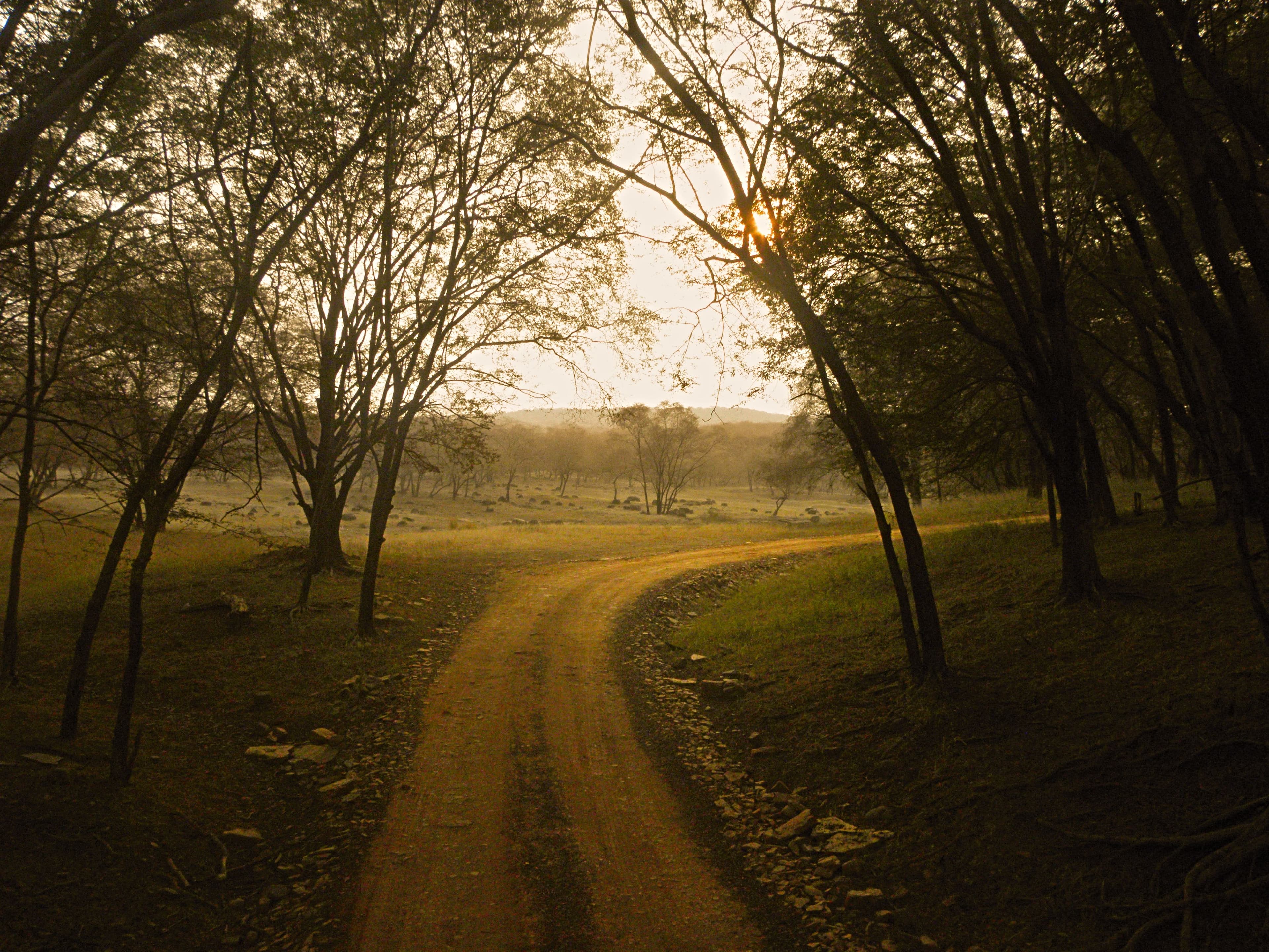 Ranthambore National Park: Complete Visitor Overview