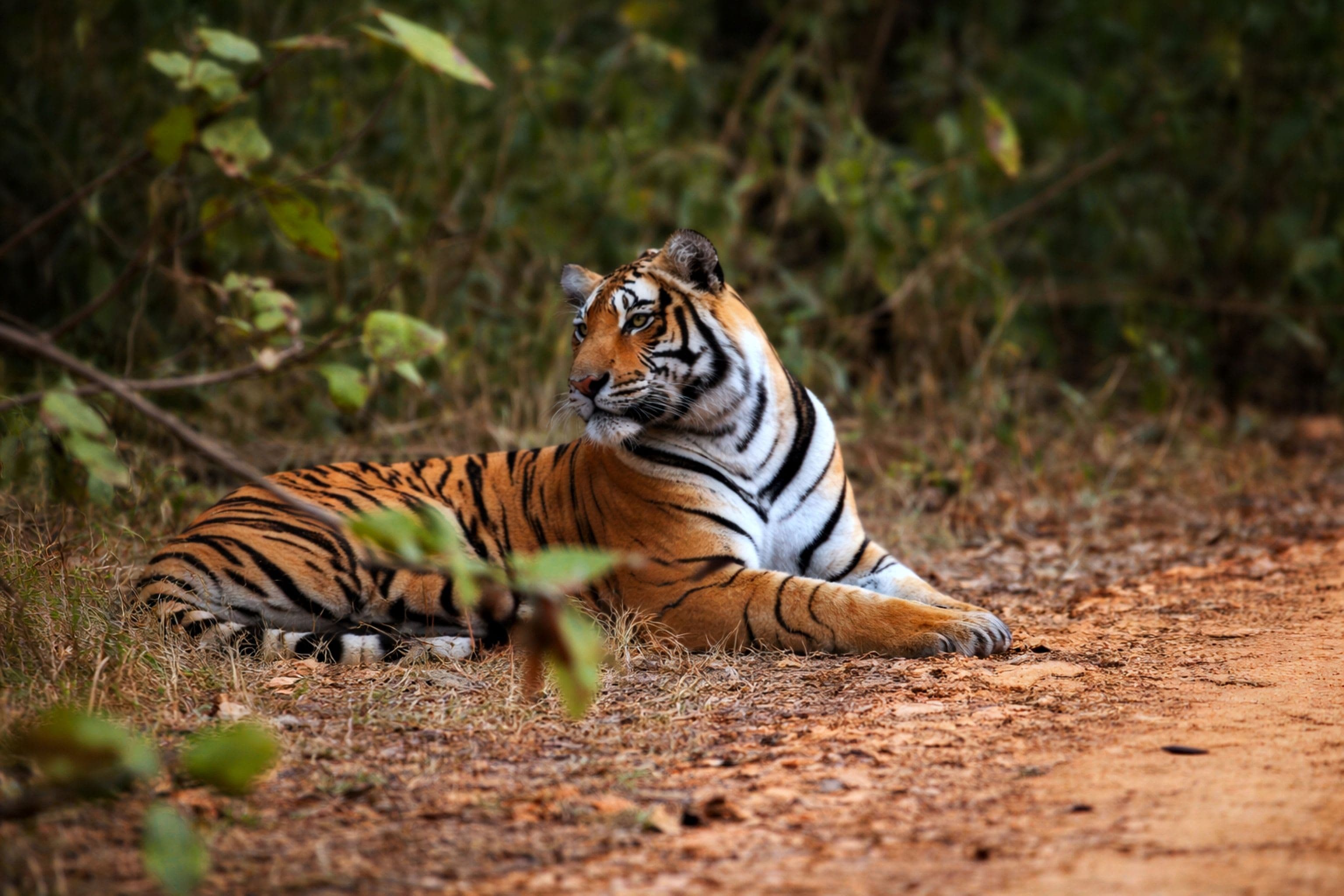 Arrowhead (T-84) — Ranthambore's Fallen Lake Queen