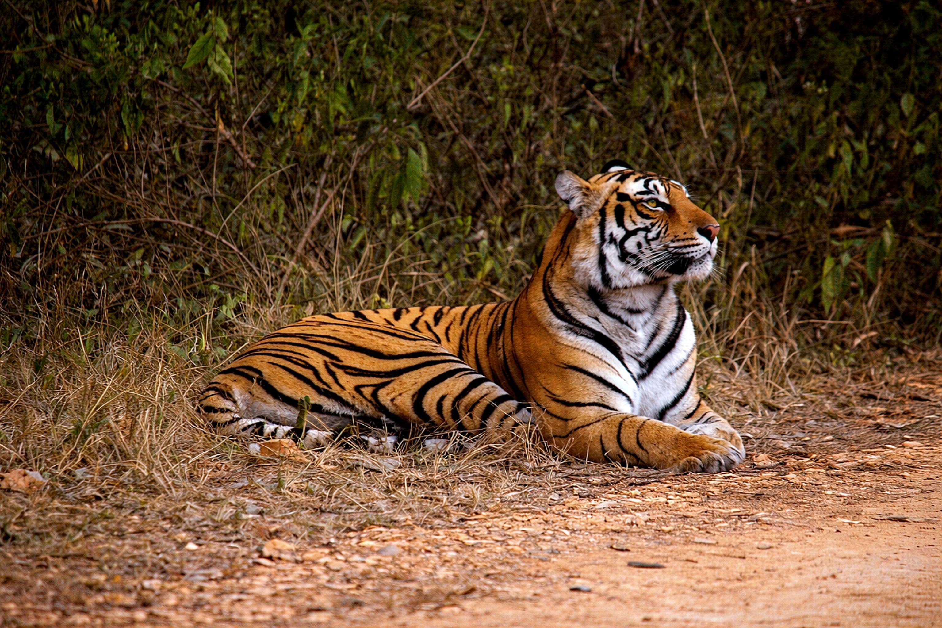Aurangzeb (T-57) tiger of Ranthambore