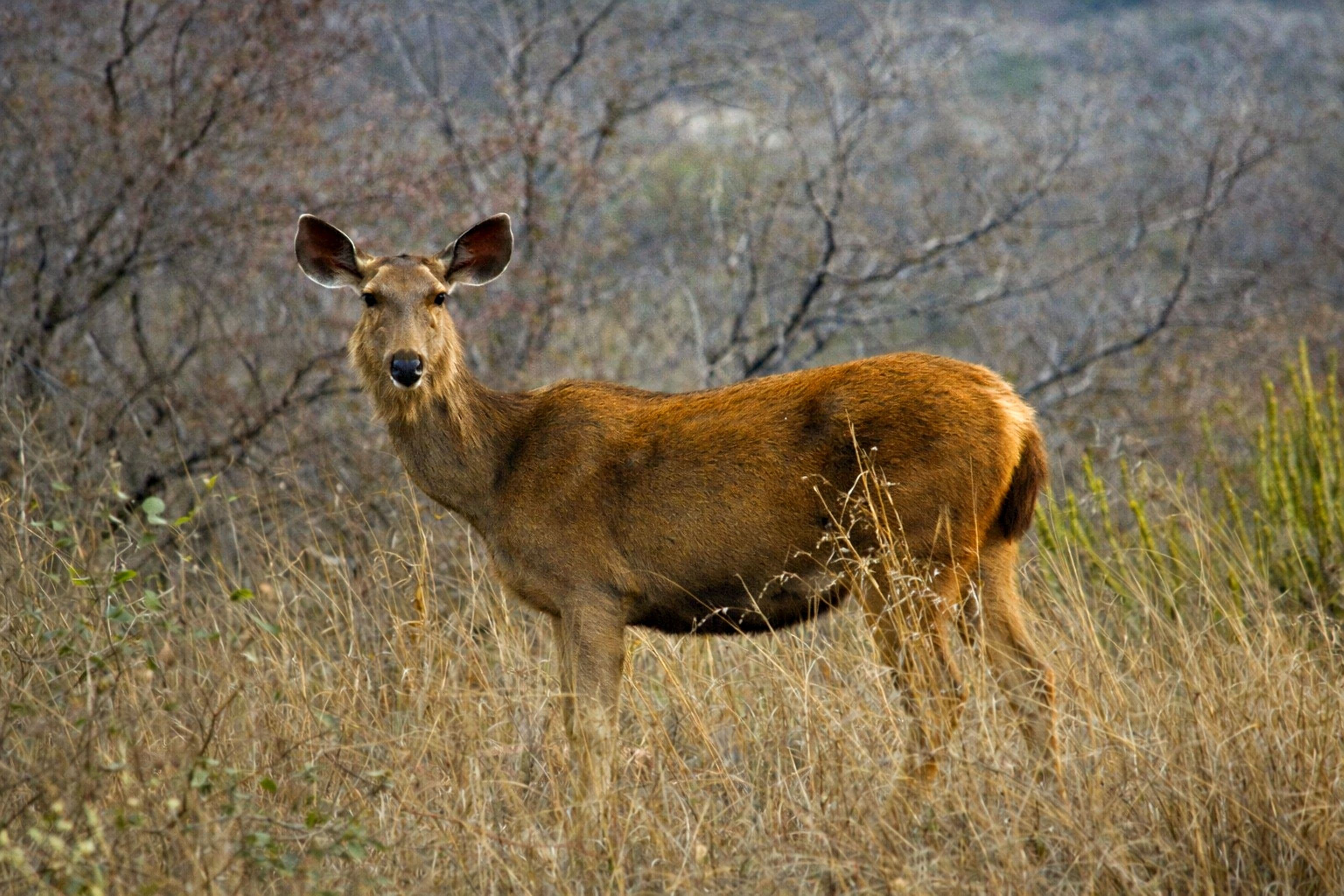 Best time to visit Ranthambore National Park