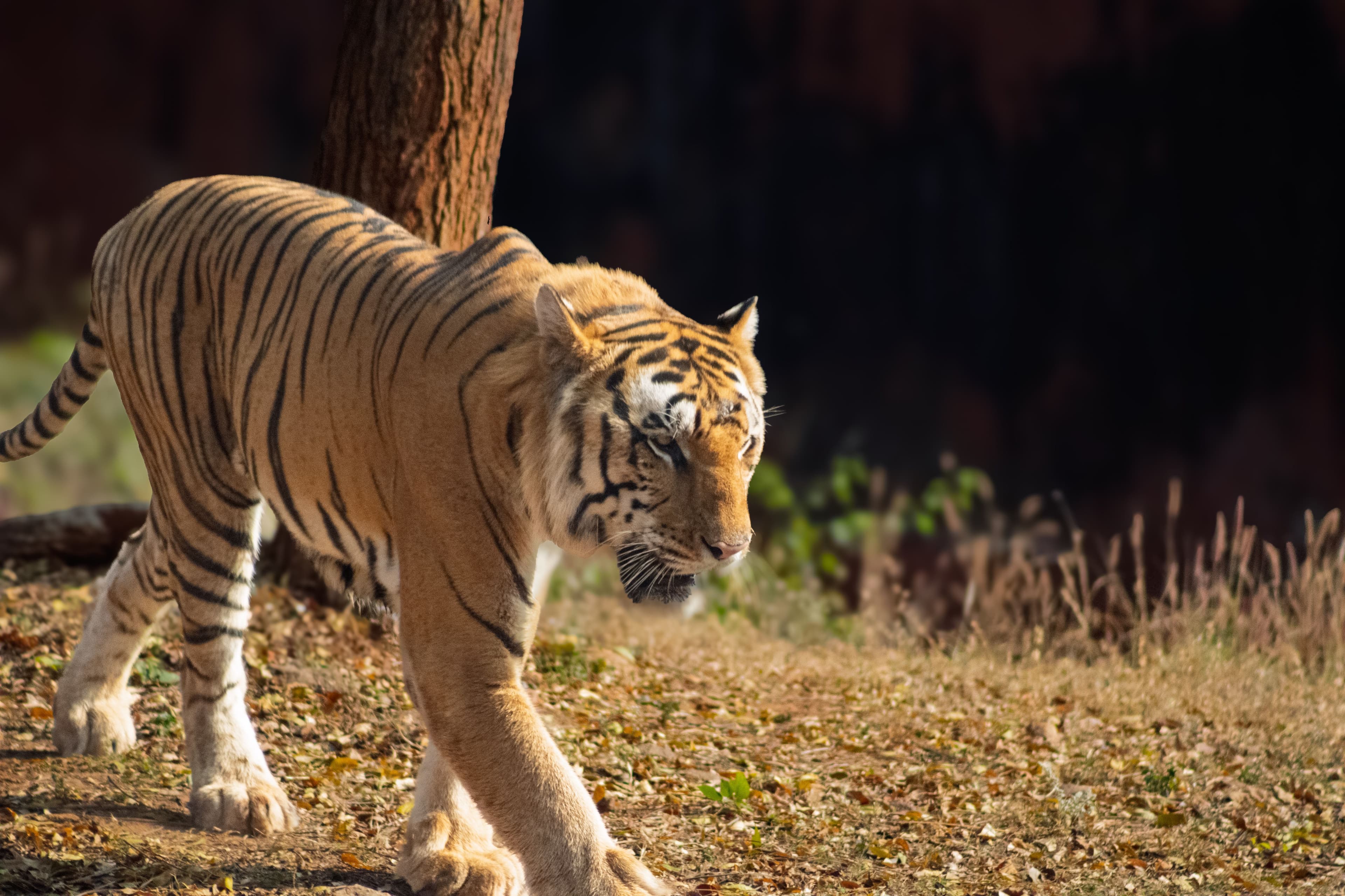 Ganesh (T-120) 'Charger' — The King of Ranthambore's Lakes