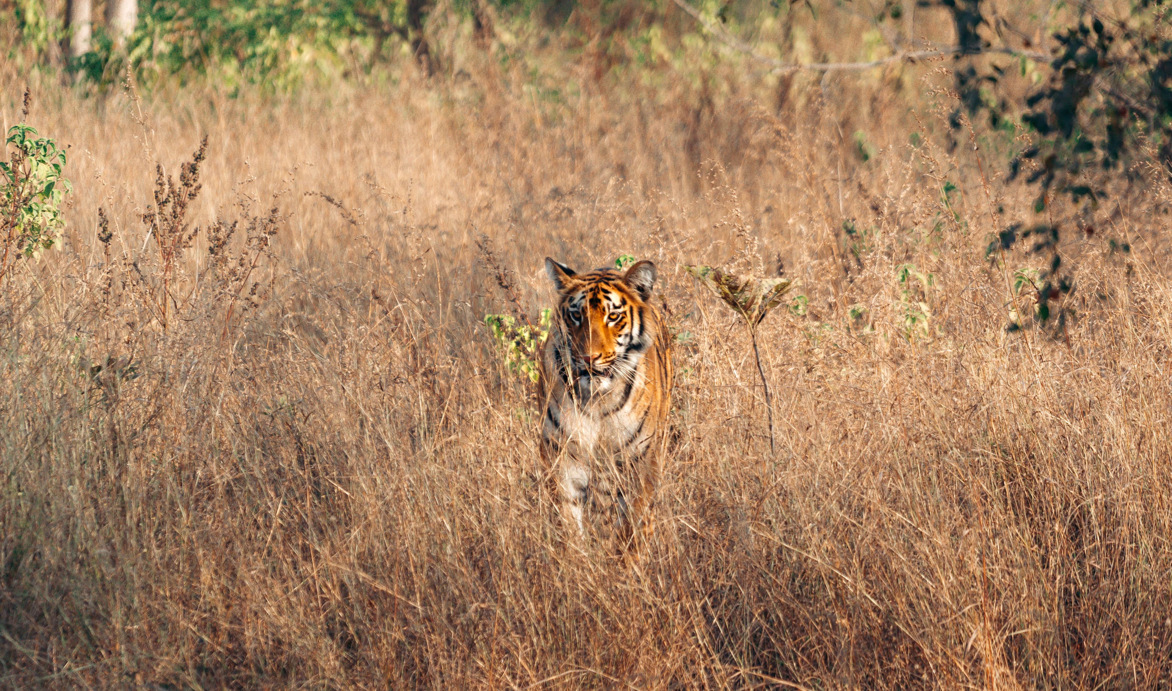 Husn Ara (T-30) tiger of Ranthambore
