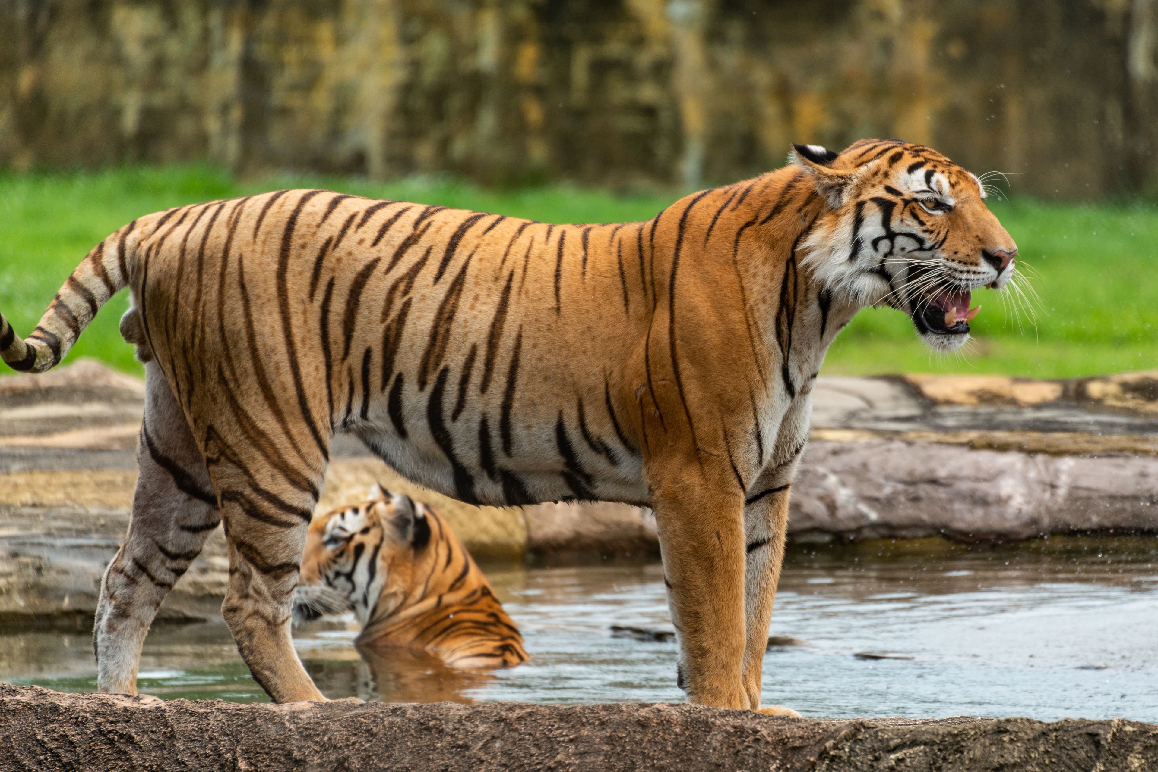 Kachida Female (T-5) — The Tigress Behind a Conservation Miracle