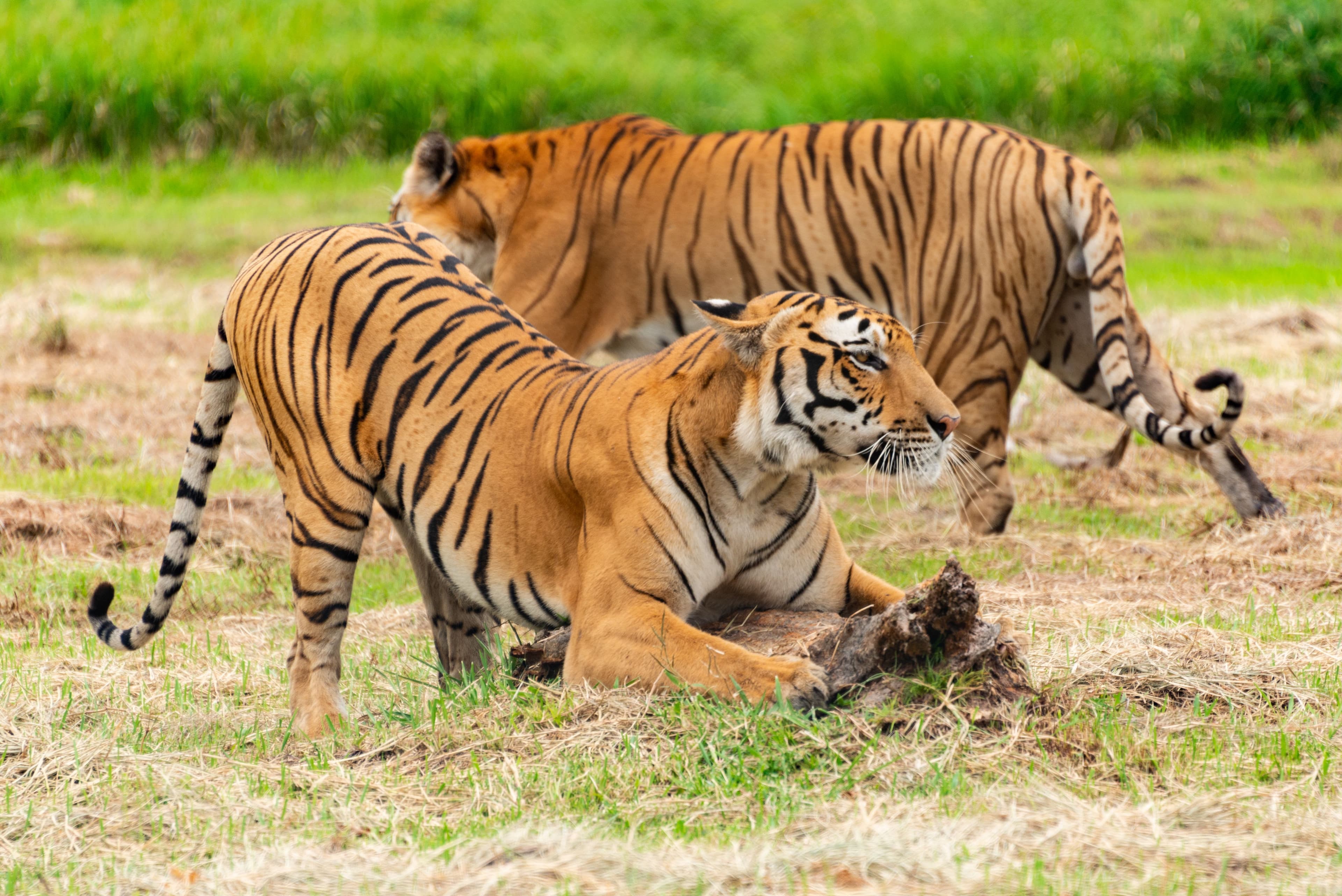 Kankati — Arrowhead's Daughter and Ranthambore's Hardest Story