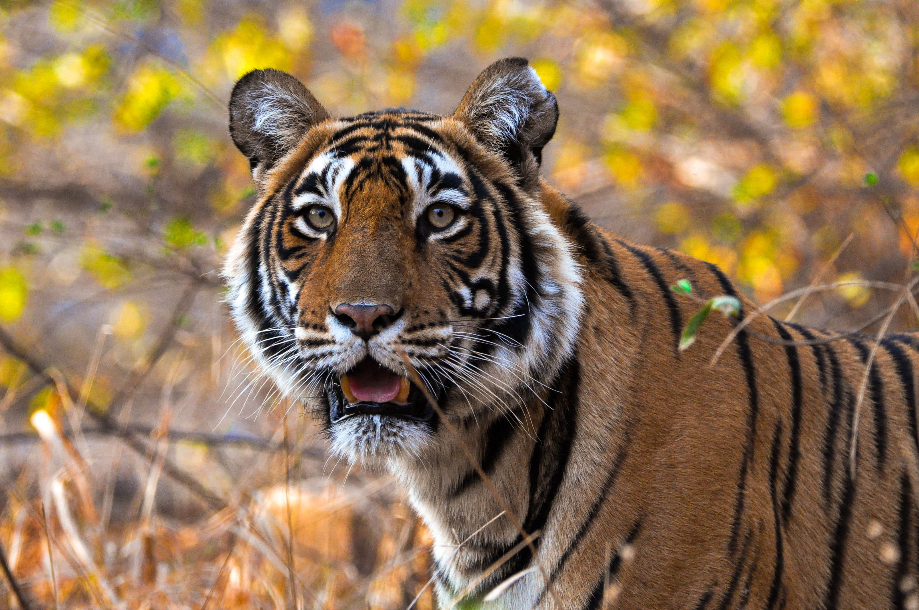 Krishna (T-19) — The Tigress Who Carried Machhli's Crown