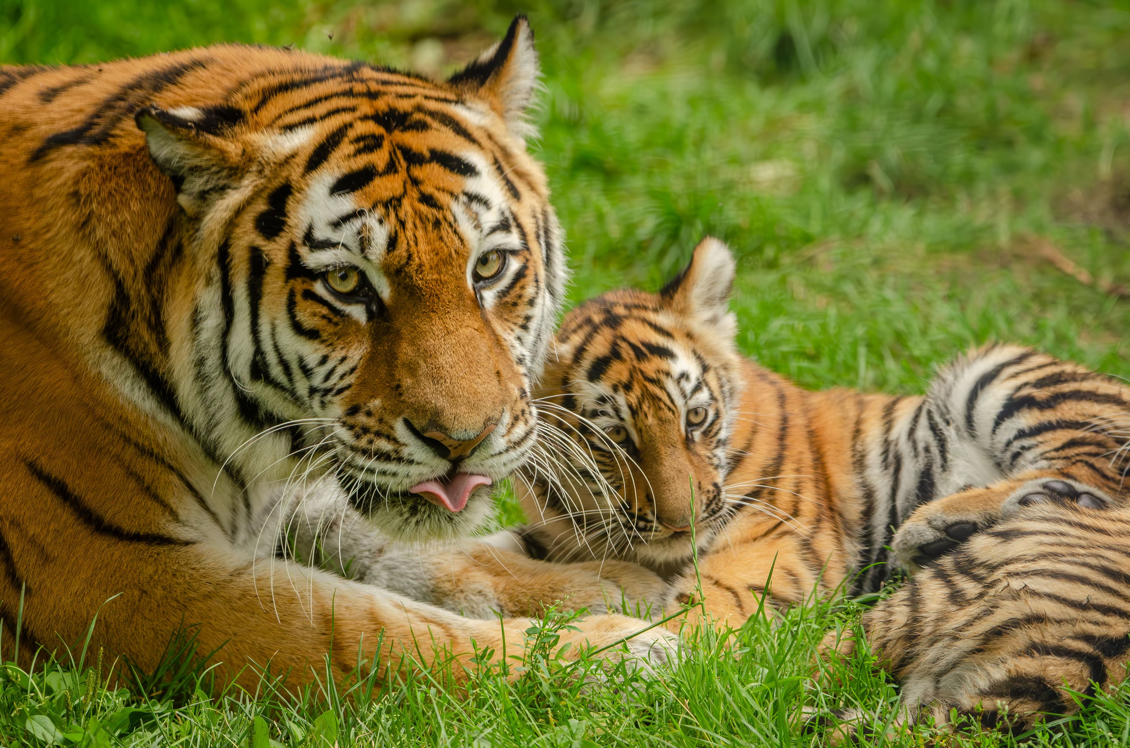 Ladli (T-8) — The Beloved Tigress of Ranthambore's Southern Zones