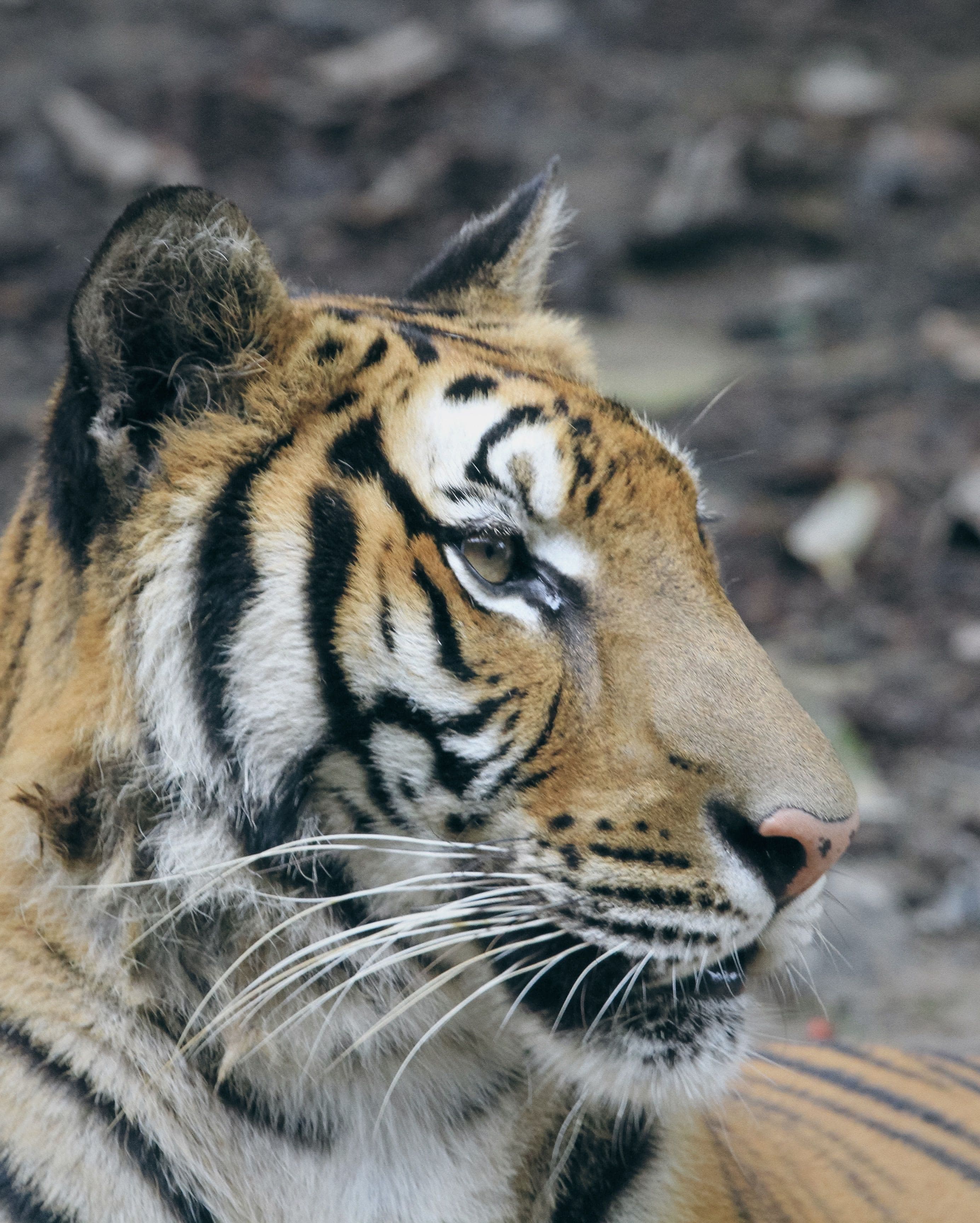 Laila (T-41) — The Berda Valley Tigress and Her Pairing With Romeo