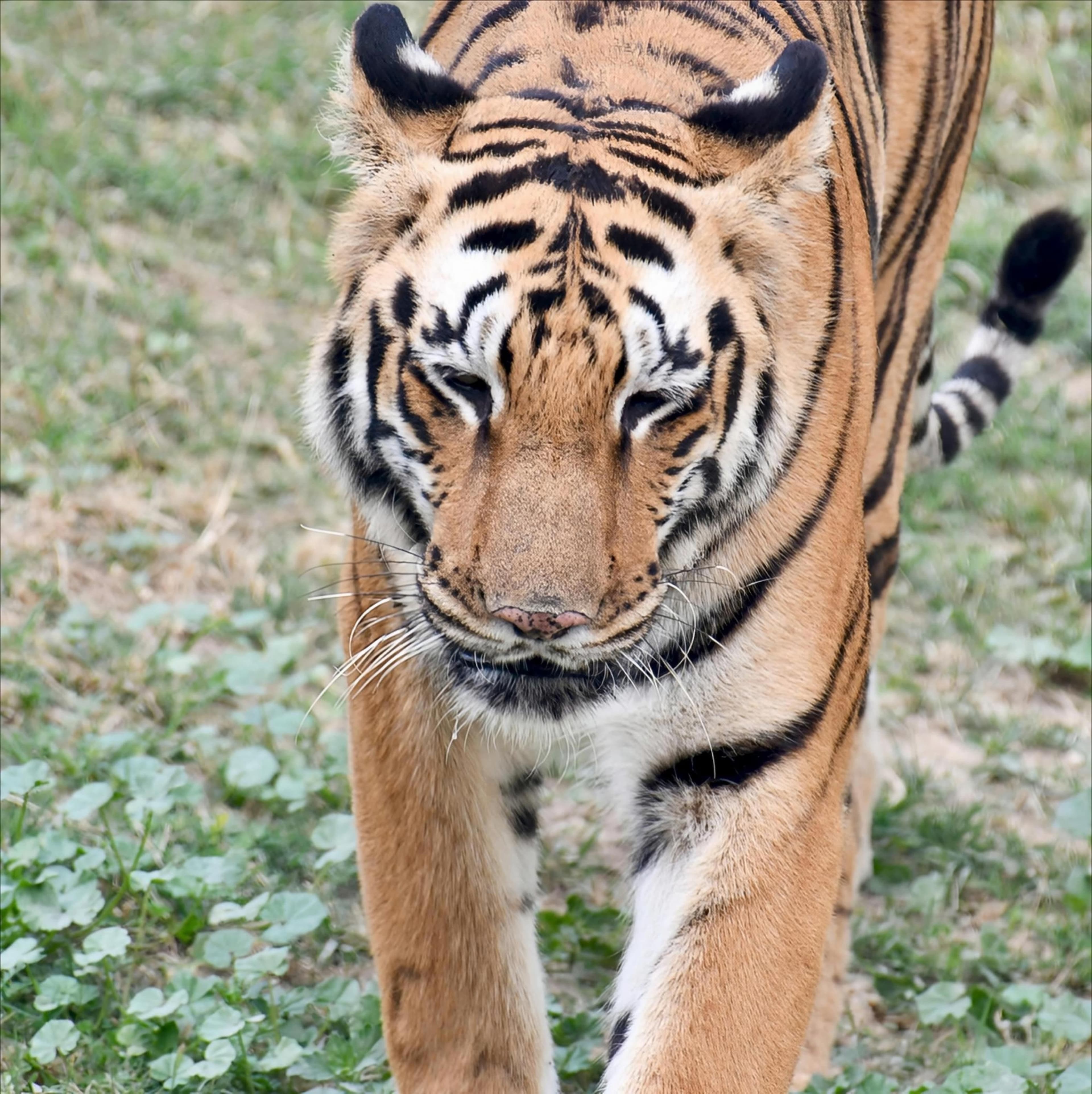 Noor (T-39) — The Matriarch of Ranthambore's Zone 1