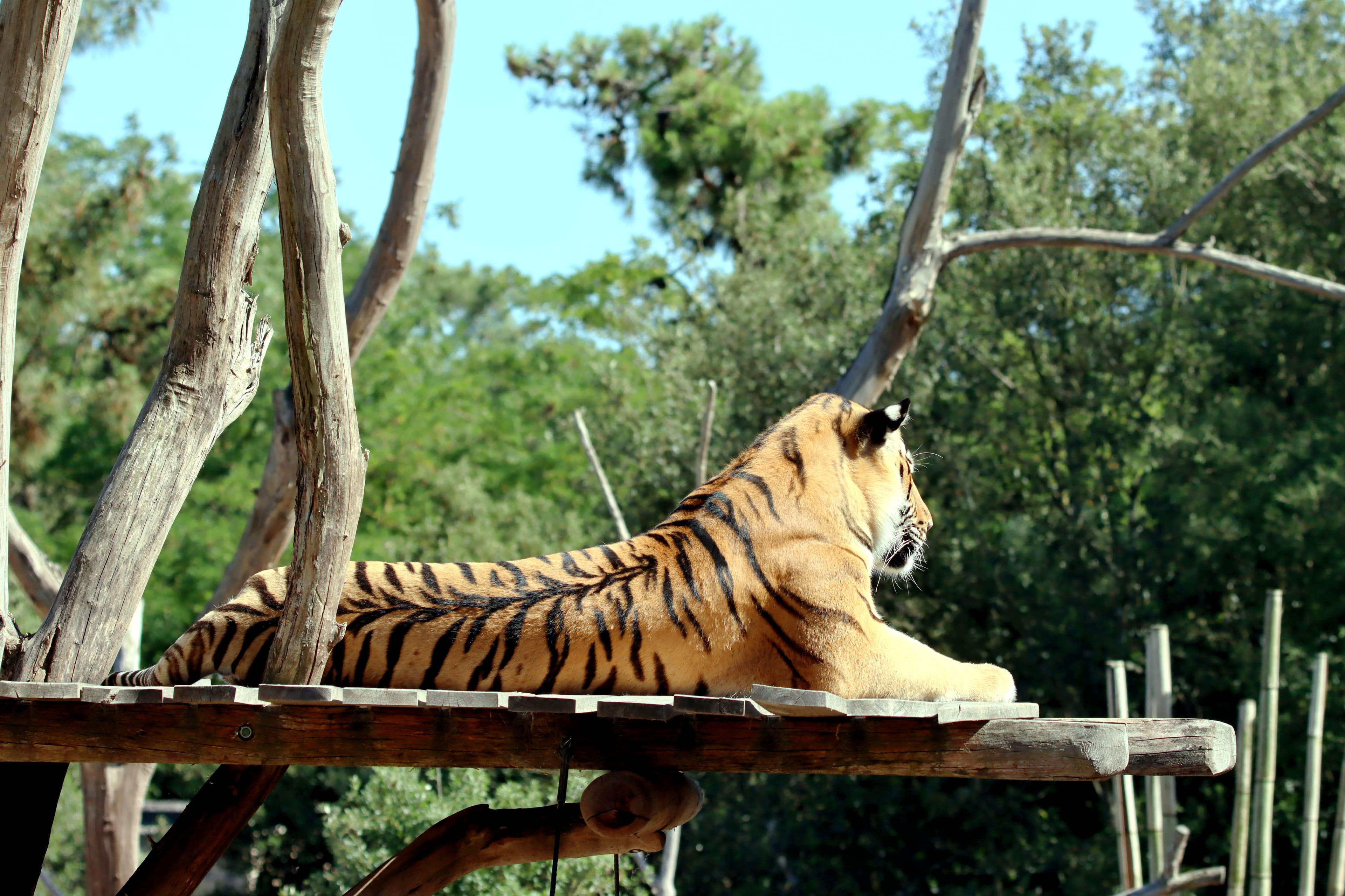 Siddhi (T-125) — Queen of Zone 5 and Her 2026 Cubs