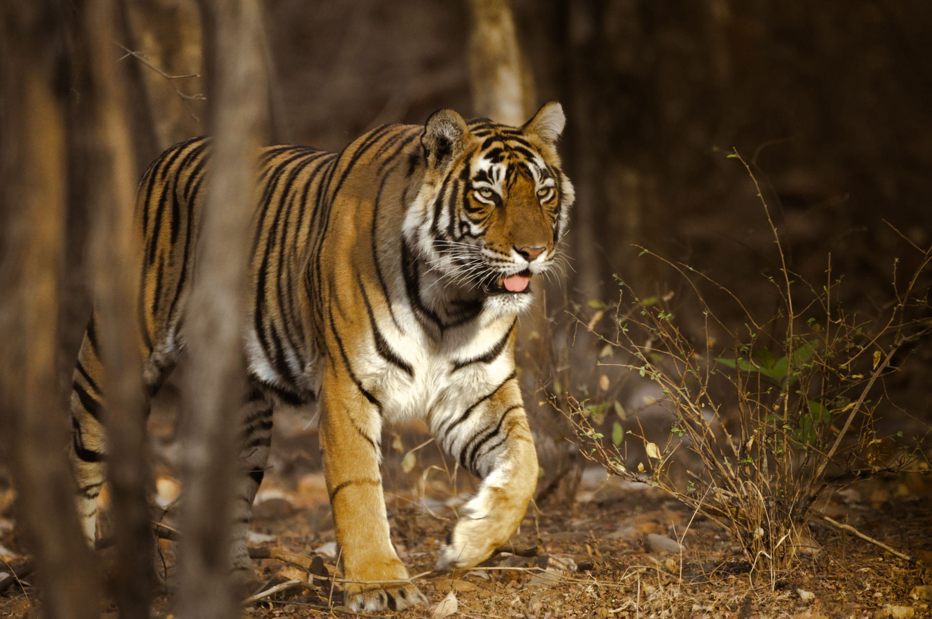Star Male (T-28) tiger of Ranthambore