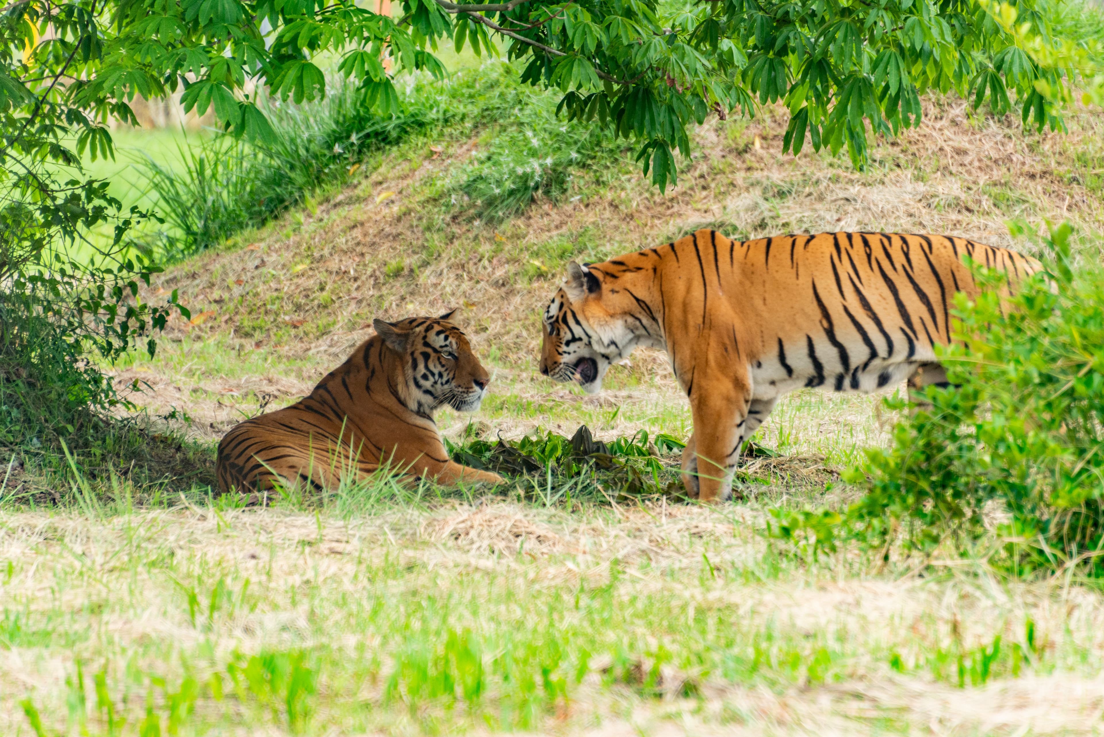 Sultana (T-107) — Zone 1's Queen and Her Fourth Litter