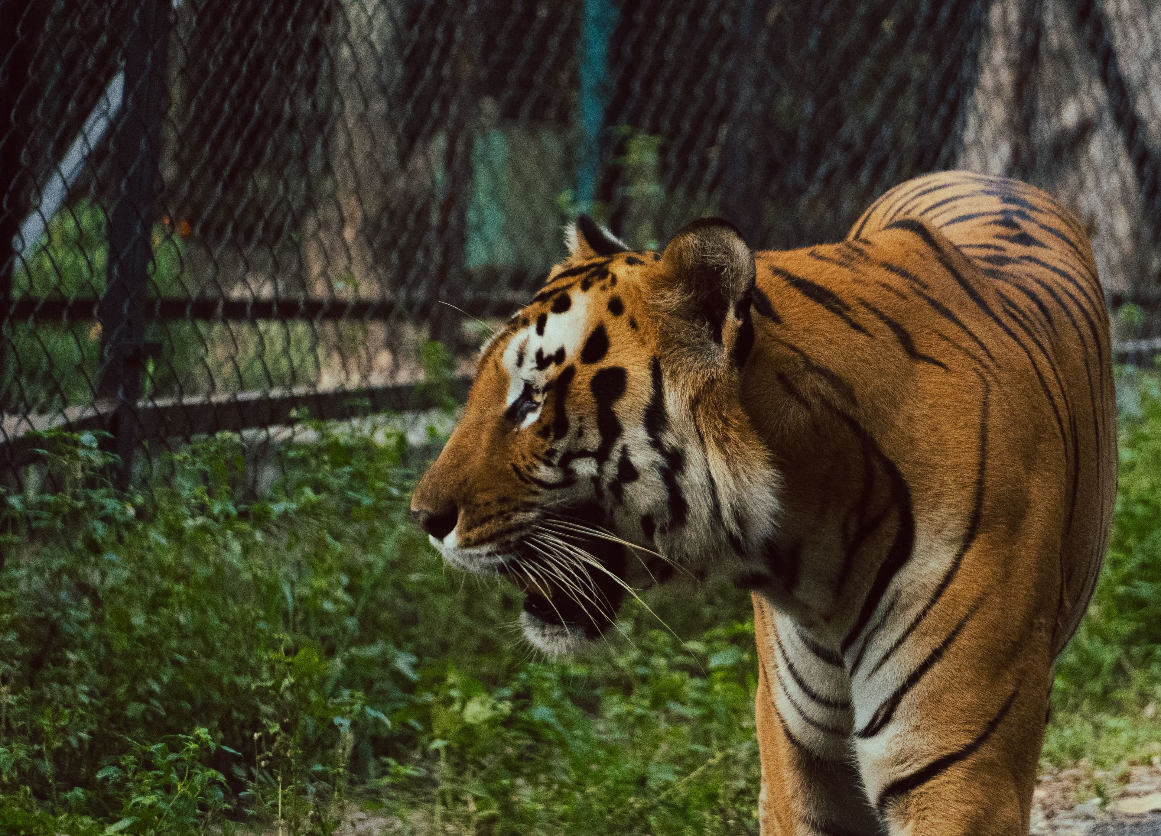 Sundari (T-17) — The Vanished Daughter of Machhli