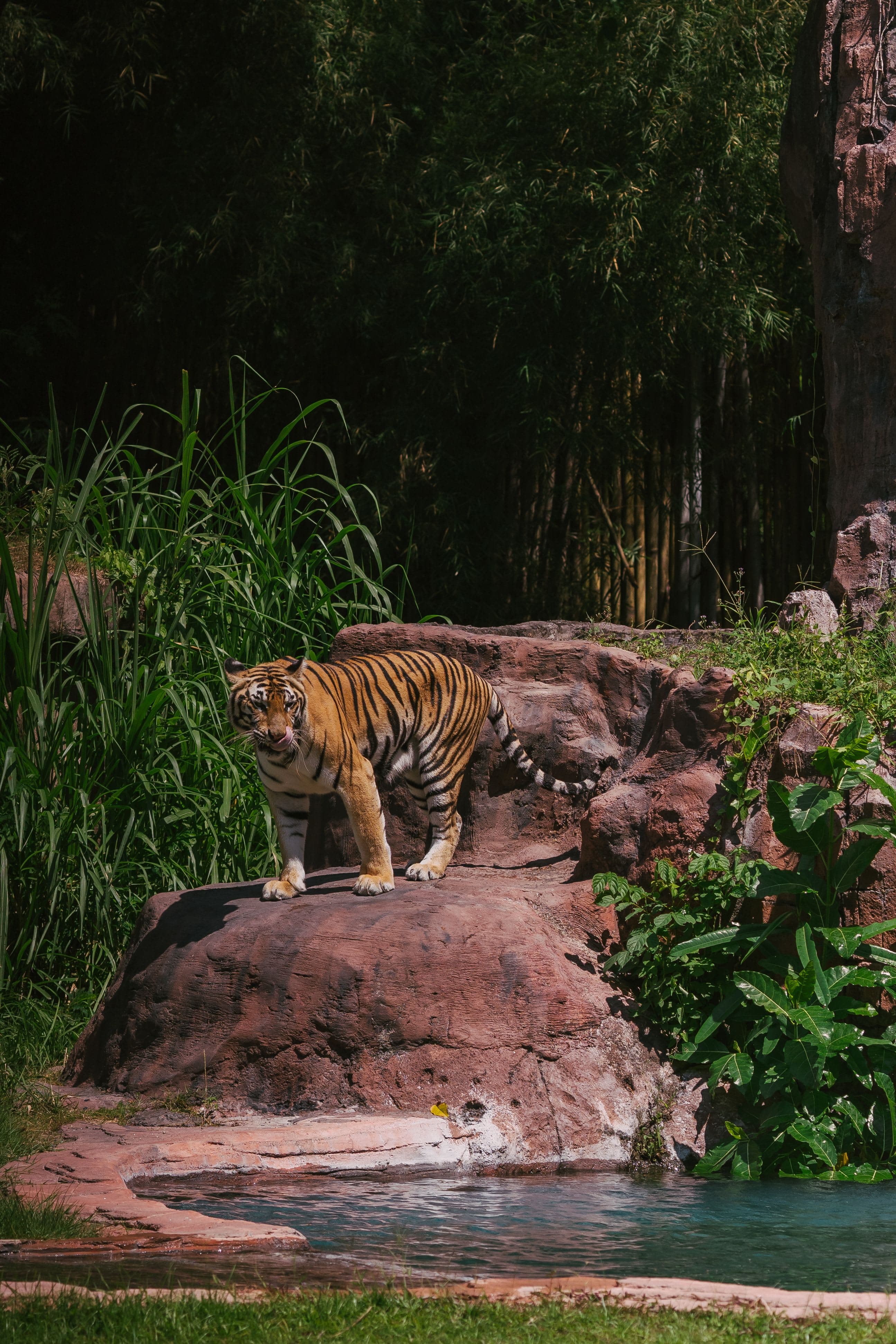 Is really Ustad (T-24) a Man-Eater?