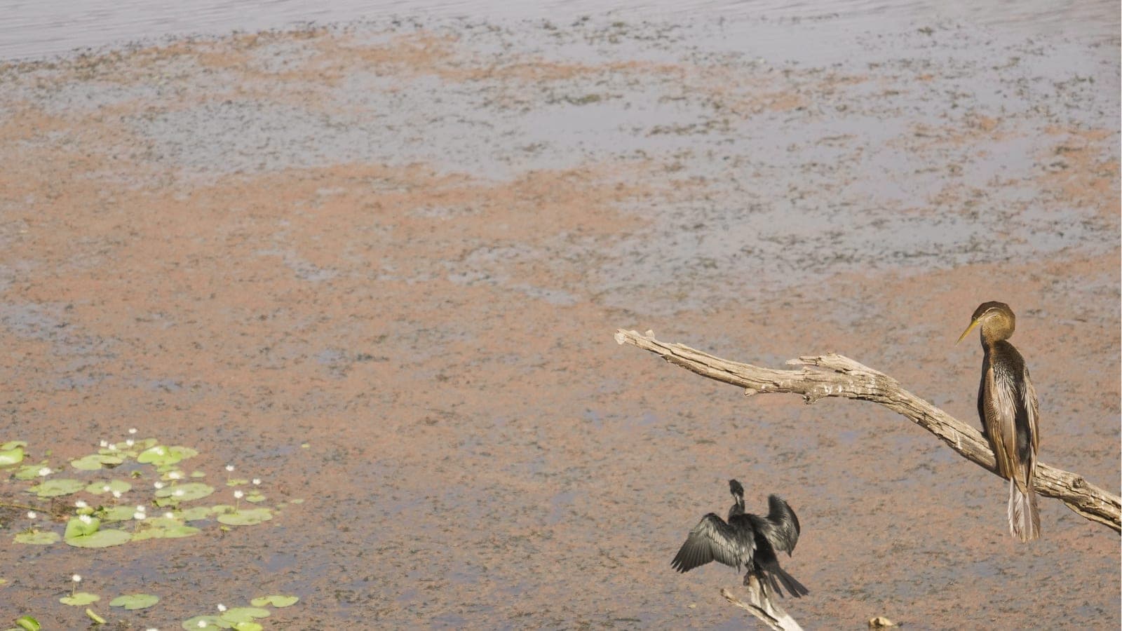 Birds of Ranthambore: Species, Best Zones & Season