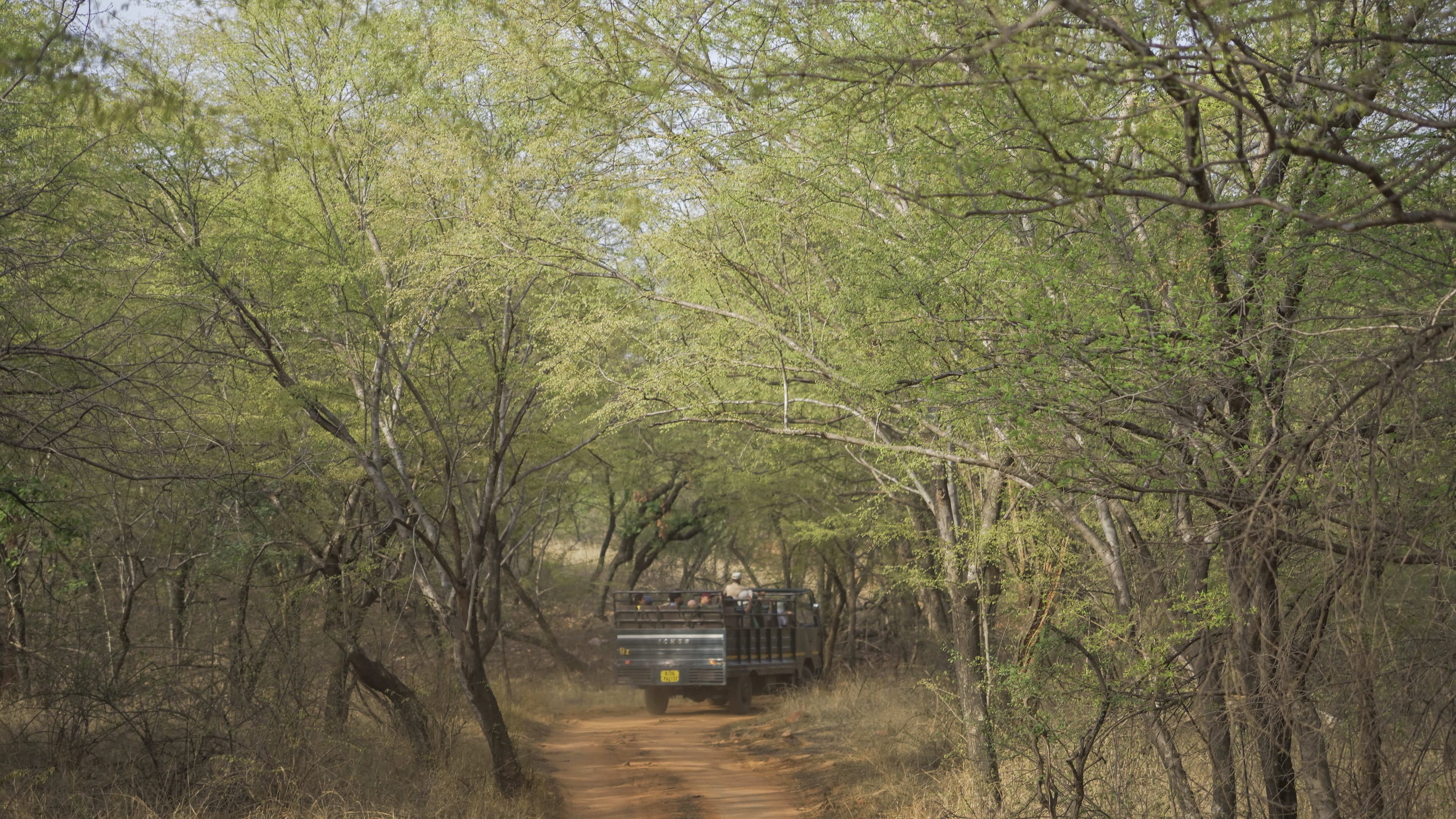 Canter vs Jeep Safari in Ranthambore: Which Should You Book?