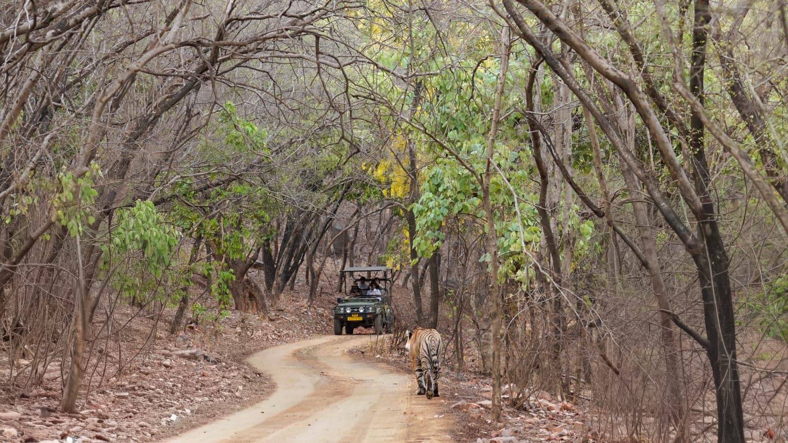 Shubh (T-2505) — The Young Prince of Ranthambore's Lakes
