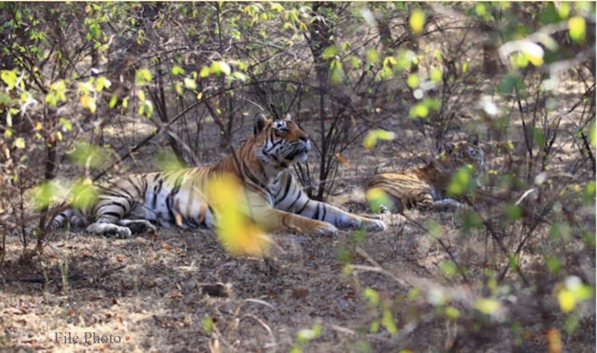 Dollar (T-25) — Ranthambore's Fierce Foster Father