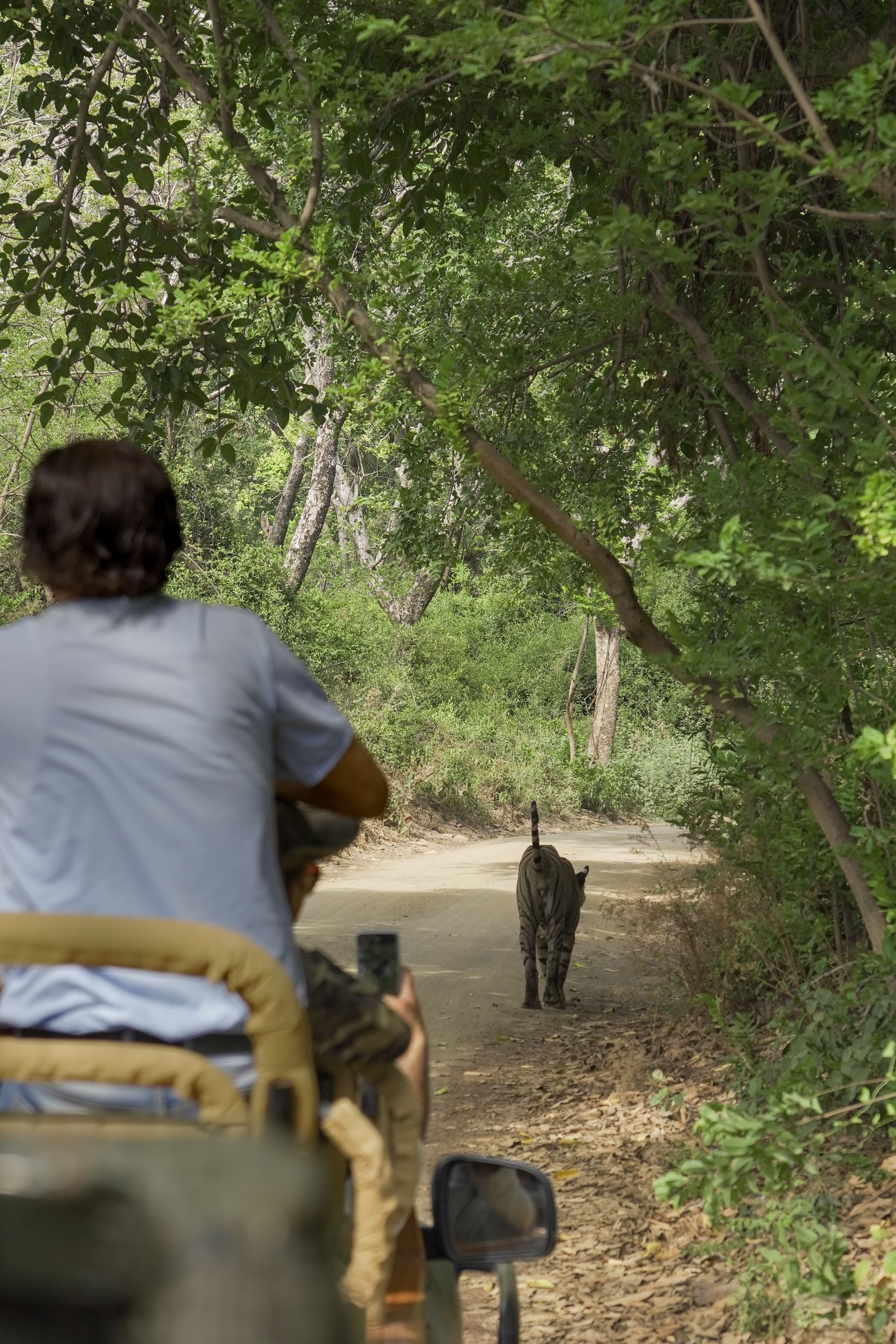 Riddhi (T-124) — The Reigning Queen of Ranthambore